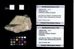 Foto (Objekt + Etikett) von Galatheoidea indet.  (NHMW-GEO-1990-0041-2647)